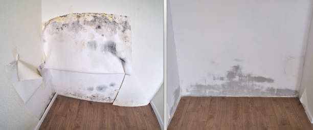  Council Grove, KS Mold Removal Pros